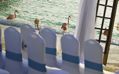 Renaissance Aruba Resort & Casino 5*. Аруба