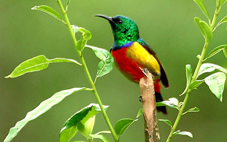 rwanda birds