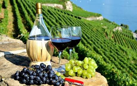 vinoivkusy3