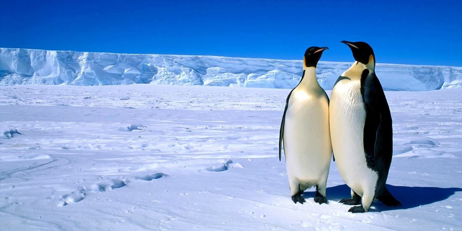 6769037 adorable antarctica wallpaper1500