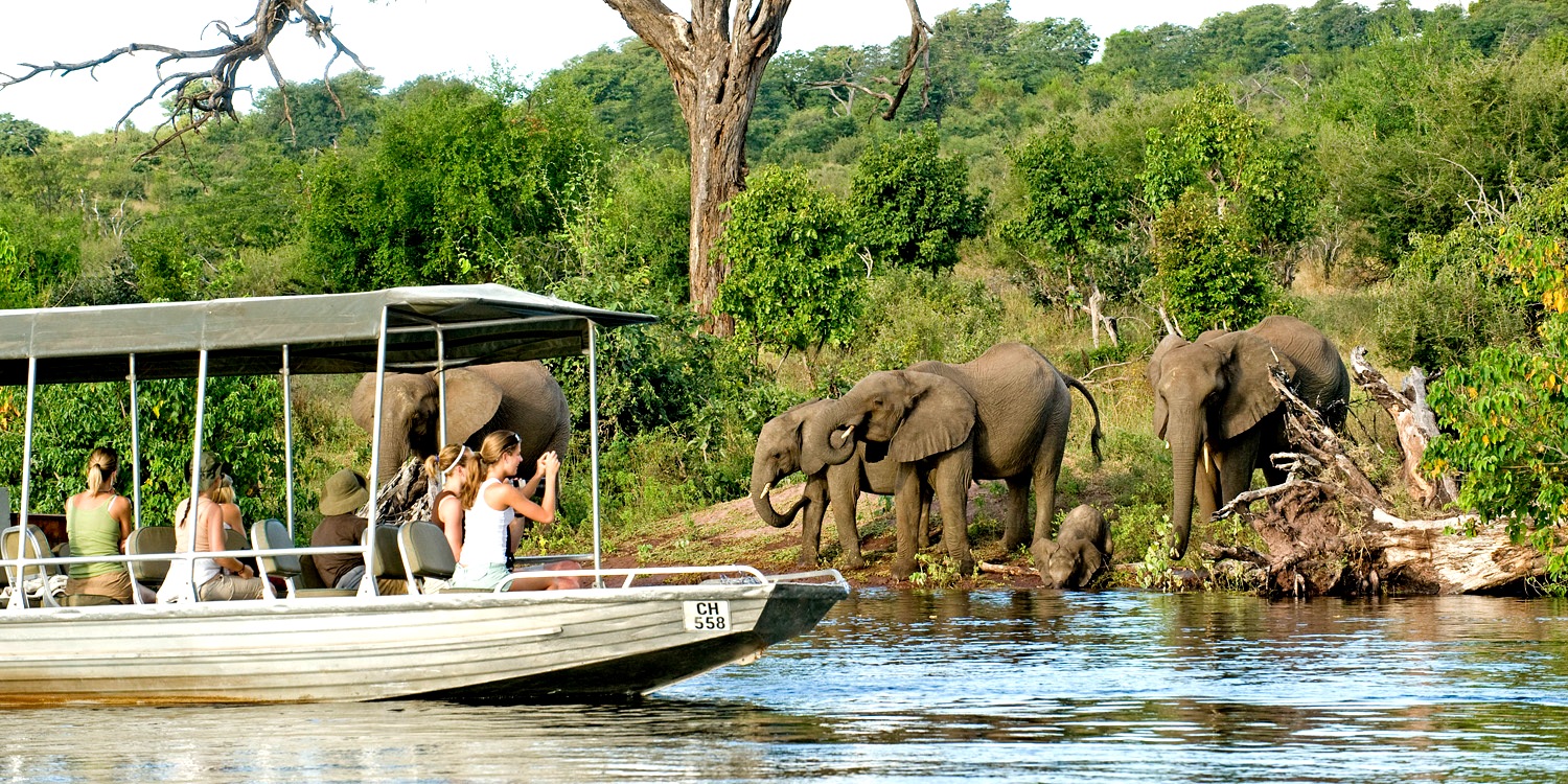 Chobe boat cruise elephants1500