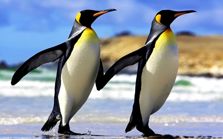 Emperor penguins