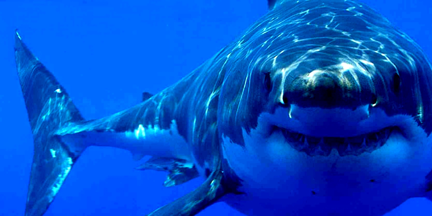 Shark1
