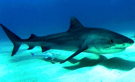 Tigershark3