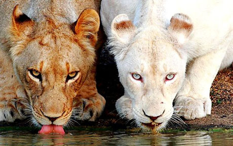 white lion 14460