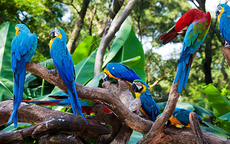 Путешествие по джунглям: Суринам - Гайана