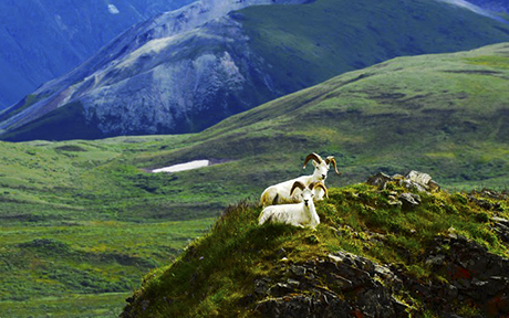 Denali Ankoridzhy