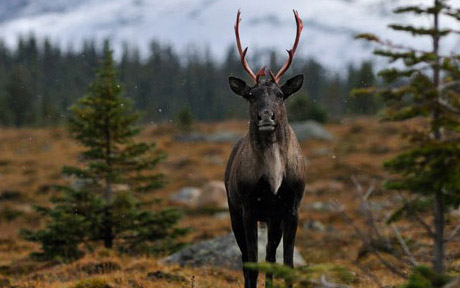 Denali Eklutna Ankoridzhу