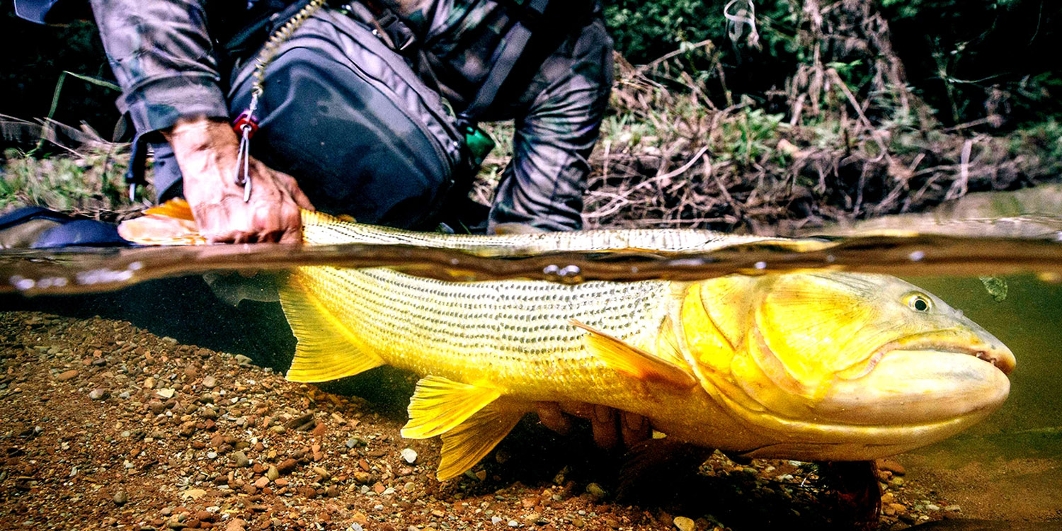 Dorado April 2015 601821500