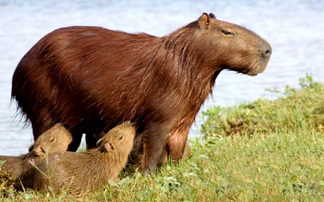 argentina ibera 2