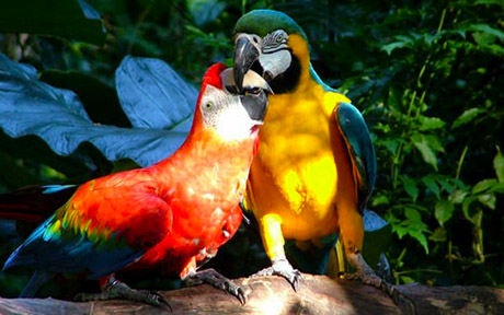 Удивительная Аргентина: Буэнос Айрес - Игуасу - Рио-Де-Жанейро