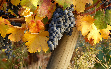 vinogradniki