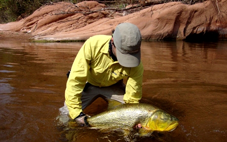 yellowshirtdorado