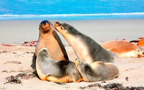 agzi6 dt Seals SA 9030164 Kangaroo Island Seals C SATC