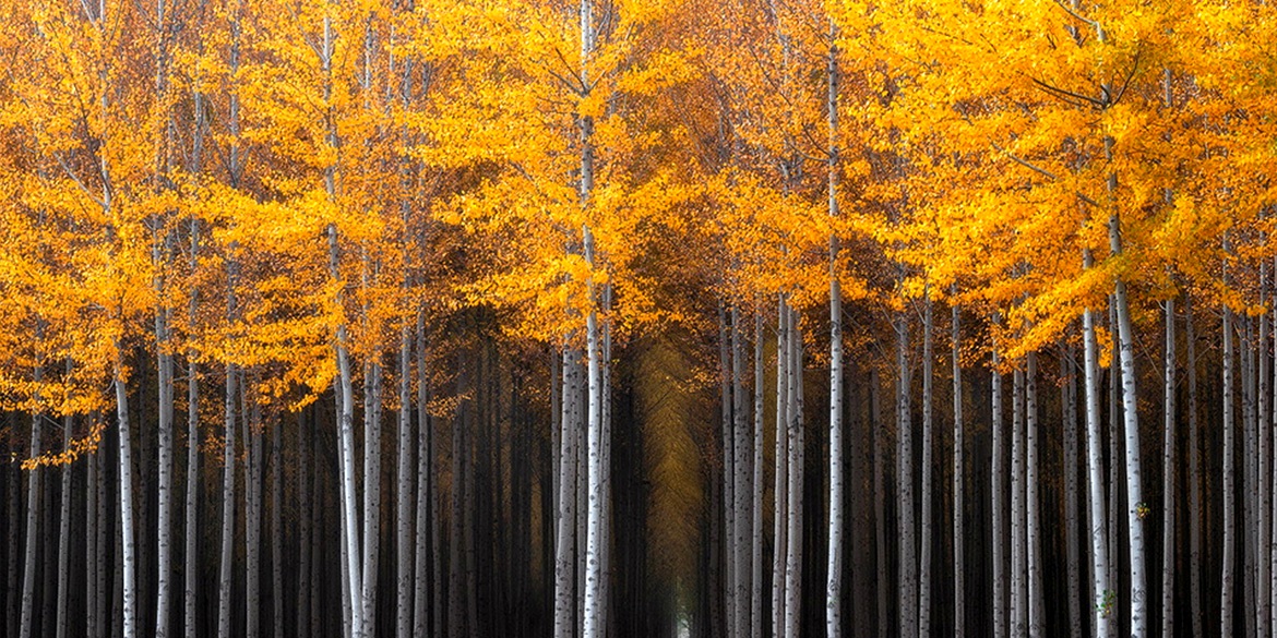 Photo 5 Thick grove of poplar trees Oregon David Thompson