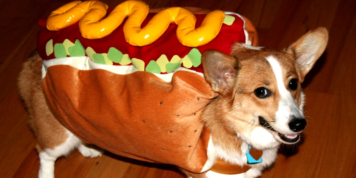 corgi halloween costume