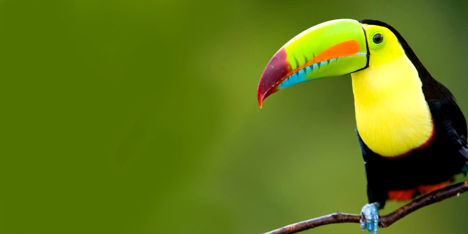 722989 toucan costa ricas rainforests and reefs costa rica central america americas1500