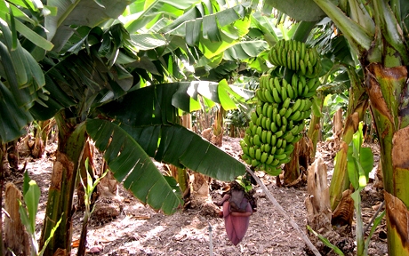 Banana plantation