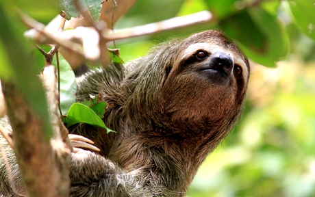 Brown Throated Sloth