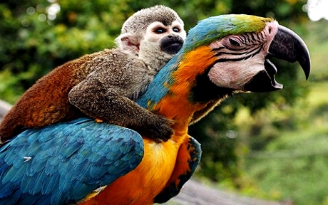 ManuelAntonioNationalParkCostaRica