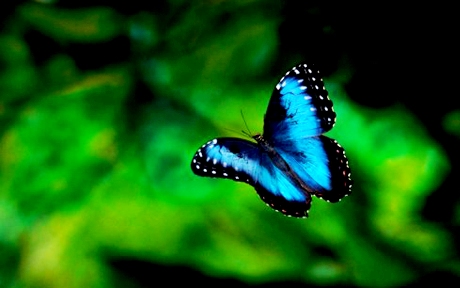 Morpho Butterfly in Flight Costa Rica