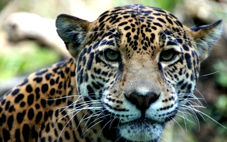 Zoo shannonKringen 1024x683
