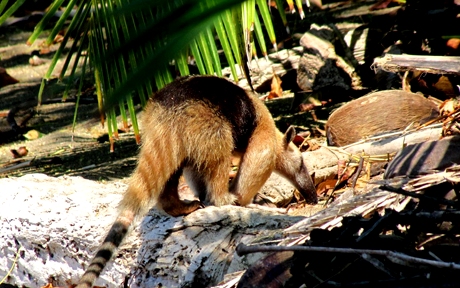corcovado national park en ciudad cortes puntarenas this photograph of this tamandua was taken in the corcovado national park 7e97ee3a7569ca500e76aa270633fcda 1000 free
