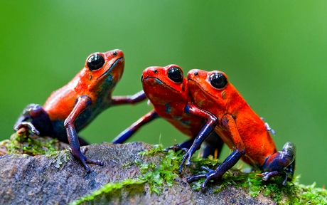 frogs