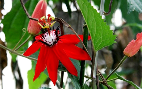 kosta rika passiflora krasnaya 7879