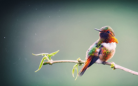 melkaya ptica kolibri scintillant hummingbird selasphorus scintilla samyj malenkij iz kolibri vetka kosta rika