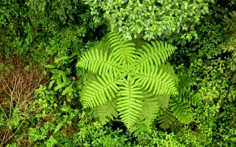 parque nacional braulio carrillo sanhose 750007