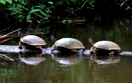 tortugas