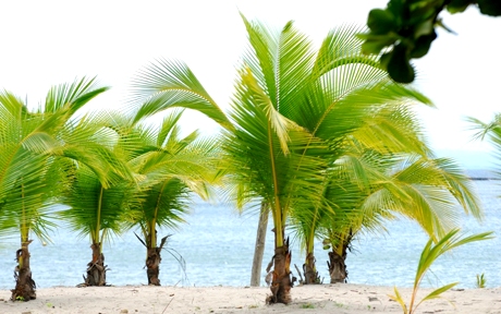 young coco palms on the beach 1024x687