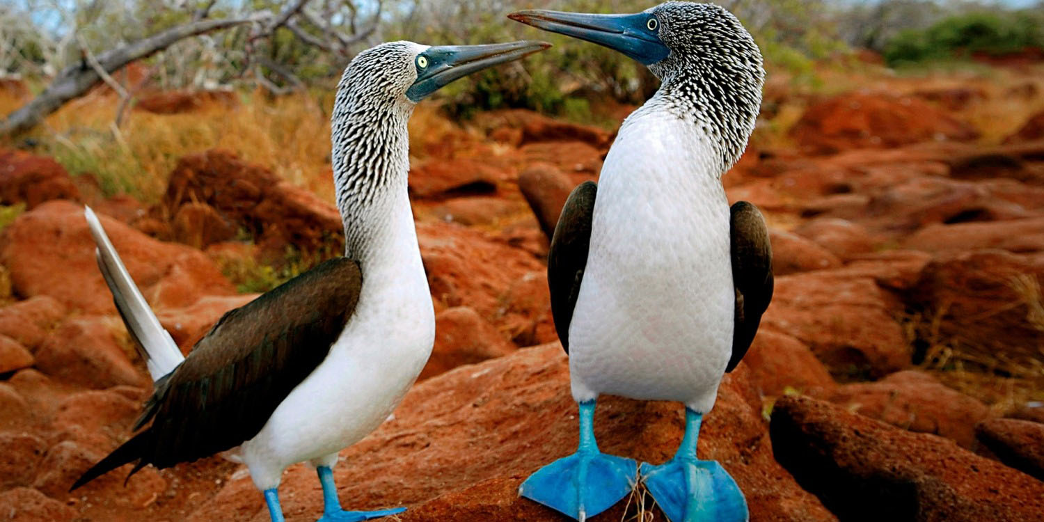 Boutique Travel with Galapagos Hotel