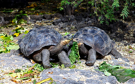 Boutique Travel with Galapagos Hotel