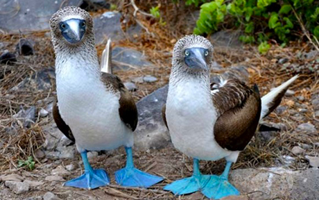 Boutique Travel with Galapagos Hotel