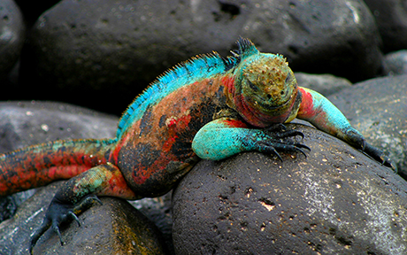 Boutique Travel with Galapagos Hotel
