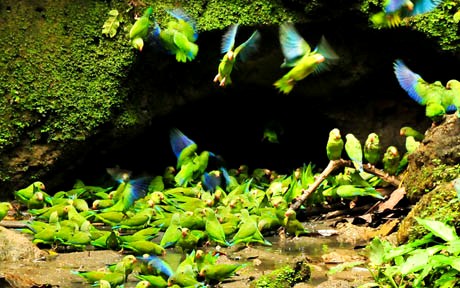 Yasuni National Park