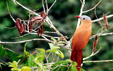 Yasuni 04