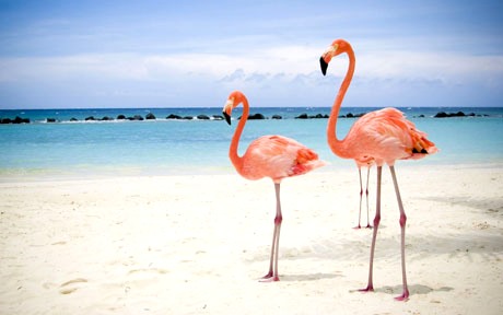 flamingo birds