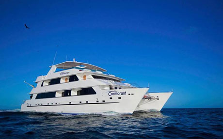 mc cormorant 03