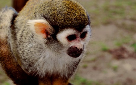 simia sciureus 1