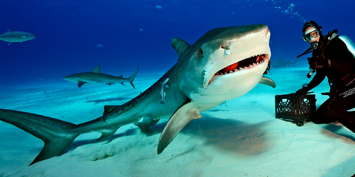 Tiger shark 1500