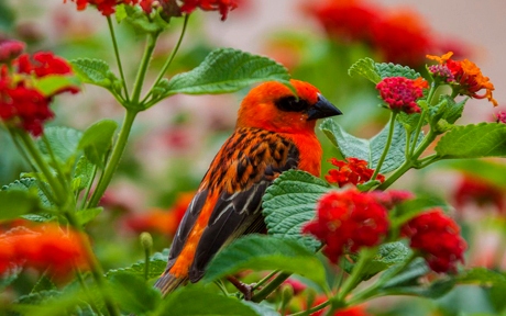 faune terrestre36 cardinal male foudi de madagascar credit irt yabalex dts 07 2017