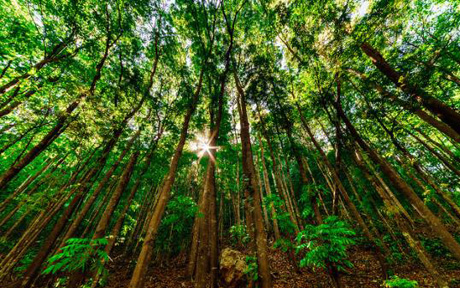 Mahogany Man-made Forest,