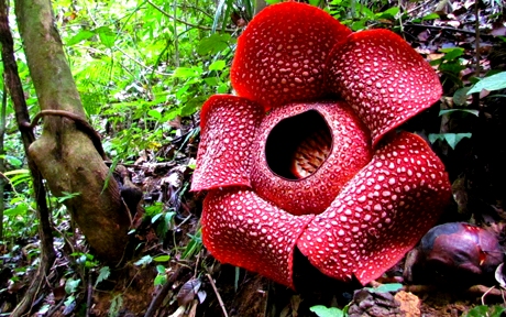 raflesia arnoldii