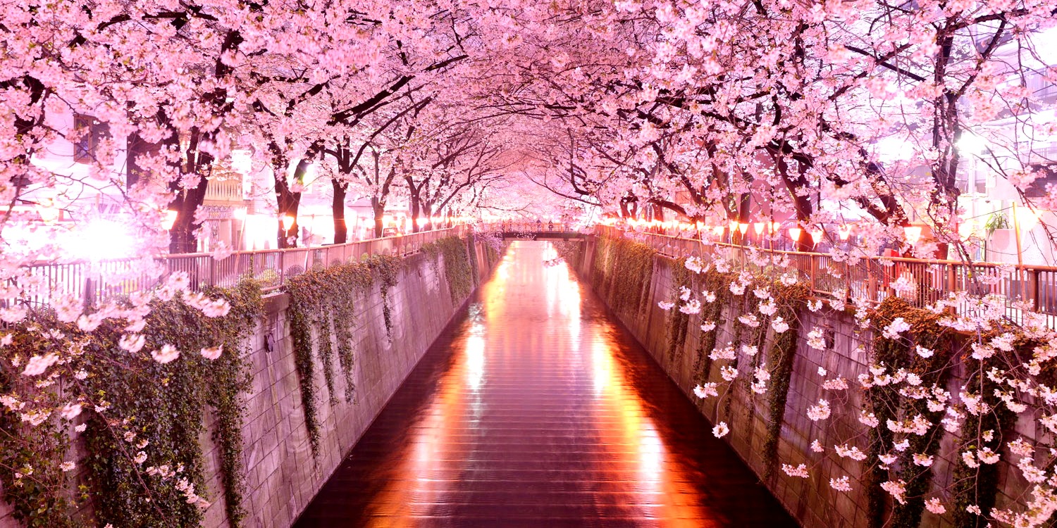 sakura 2015 fujitravelru 01500