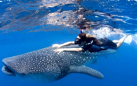 whale shark10