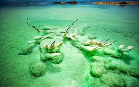 withered bush in the dead sea