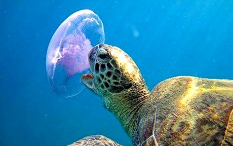 Красное море Иордании